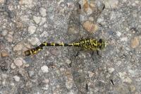 Onychogomphus forcipatus