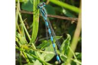 Coenagrion mercuriale