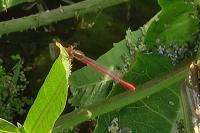 Ceriagrion tenellum