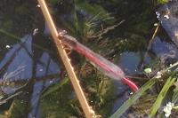 Ceriagrion tenellum