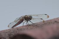 Libellula fulva