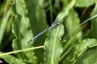 Platycnemis pennipes