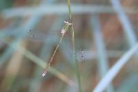 Lestes barbarus