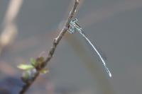 Platycnemis pennipes