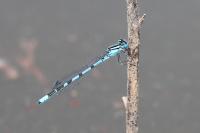 Enallagma cyathigerum