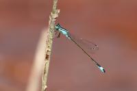 Ischnura elegans