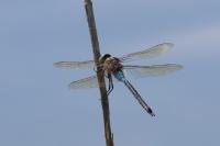 Anax parthenope