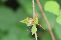 Sympetrum meridionale