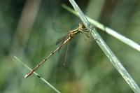 Lestes barbarus