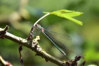 Chalcolestes viridis