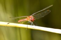 Sympetrum sanguineum