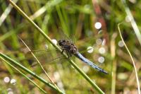 Orthetrum coerulescens