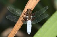 Libellula depressa