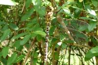Aeshna cyanea