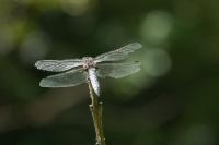 Libellula fulva