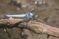 Orthetrum brunneum