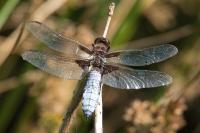 Libellula depressa
