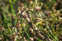 Onychogomphus forcipatus