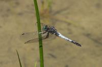 Orthetrum albistylum