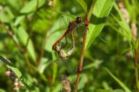 Sympetrum sanguineum
