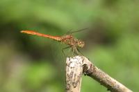 Sympetrum meridionale