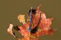Erythromma lindenii