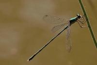 Chalcolestes viridis
