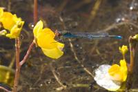 Erythromma viridulum