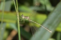 Lestes barbarus