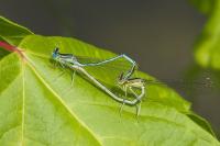 Platycnemis pennipes