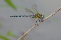Aeshna mixta