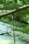 Chalcolestes viridis