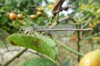 Platycnemis pennipes