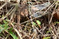 Onychogomphus forcipatus