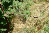 Chalcolestes viridis