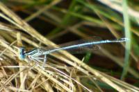 Platycnemis pennipes