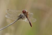 Sympetrum meridionale