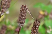 Sympecma fusca