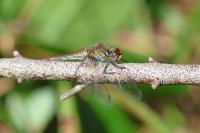Sympetrum sanguineum