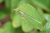 Platycnemis pennipes