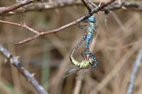 Aeshna affinis