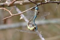 Aeshna affinis