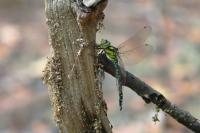Aeshna cyanea