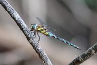 Aeshna mixta