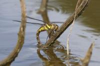 Aeshna mixta