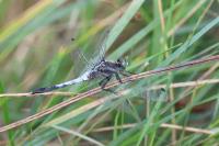 Orthetrum albistylum