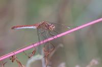 Sympetrum meridionale
