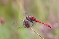 Sympetrum sanguineum