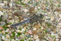 Orthetrum cancellatum