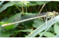 Platycnemis pennipes